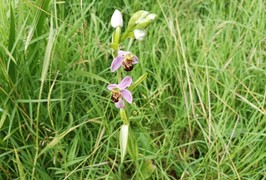 orchis abeille